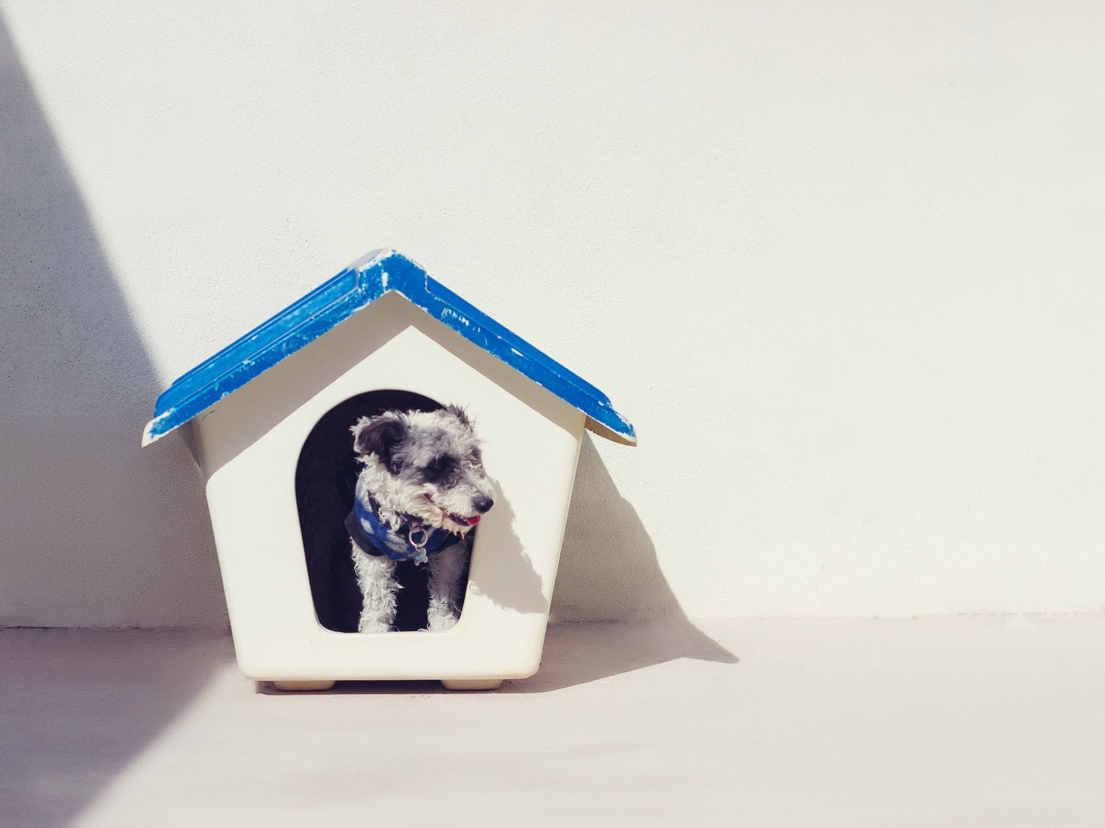 Pet-Centric Home Improvement: How to Build A Dog House?